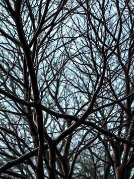 Dark tree branches intersecting in a repeating pattern of bare, twisted limbs, organic, branch