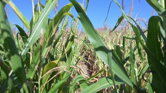 Walking through a drought-stricken cornfield with dry and withered crops. Farmer walking among parched cornstalks during a severe dry spell. Impact of drought on agriculture with dry maize plant 