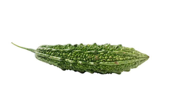 Fresh green bitter melon isolated on white background. Whole organic bitter gourd with bumpy texture. Raw balsam pear for healthy cooking.