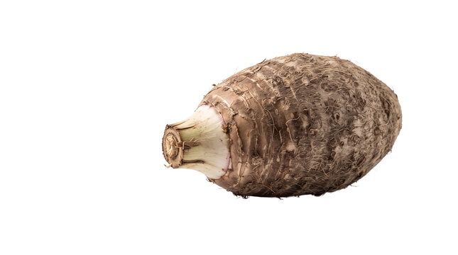 Fresh taro root isolated on white background. Raw organic taro vegetable with brown textured skin. Whole tropical eddoe tuber for cooking.