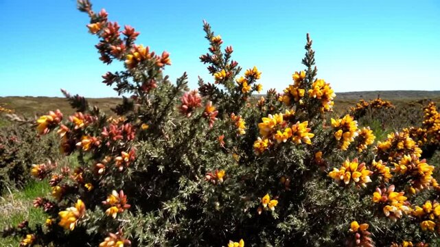 Gorse shrub with vibrant yellow flowers blowing in the wind against a clear blue sky on a sunny day