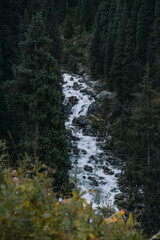 Mountain stream flowing over rocks through a dense coniferous forest. © Mikhail