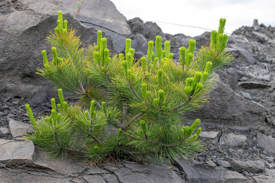 Young Japanese black pine growing on volcanic rock of Sakurajima volcano