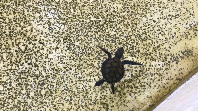 Newborn sea turtle swimming in a shallow conservation nursery pool. This fragile baby reptile represents marine wildlife protection and breeding programs, preparing for release into the wild.