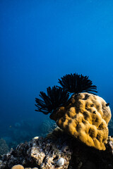Pair of black feather star crinoids on top of porites coral block in deep blue ocean. © PIPE DIVE UNDERWATER