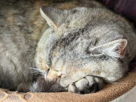 Cat sleeping in cozy pet bed