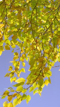 Upward portrait view of thin tree branches densely covered with heart-shaped leaves transitioning from green to yellow under bright overhead sunlight