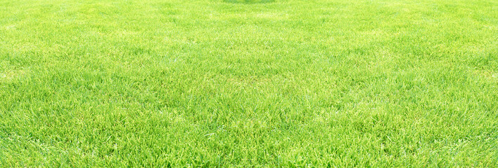 Fototapeta premium Fresh green grass lawn wide panoramic texture. Abstract sunny nature widescreen background