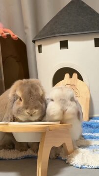 Dinner Time for Two Lop Eared Bunnies