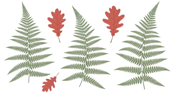 Collection of flat vector illustrations of green fern fronds and red oak leaves arranged as a botanical set isolated on a white background