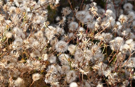 Tripolium pannonicum (Sea aster)