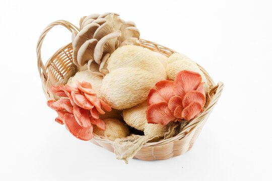 Basket holding fresh lion's mane and oyster mushrooms
