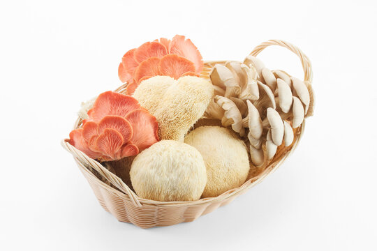 Basket displaying pink oyster, grey oyster, and lion's mane mushrooms