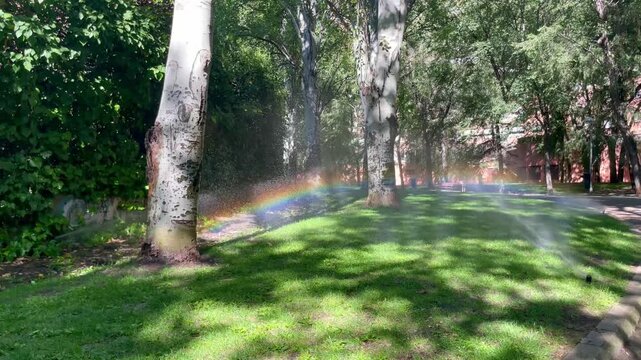 Aspersores de agua, arco iris, y boca de riego jardiner&iacute;a con hierba y aspersor rotativo de c&eacute;sped con &aacute;rbol refracci&oacute;n multicolor