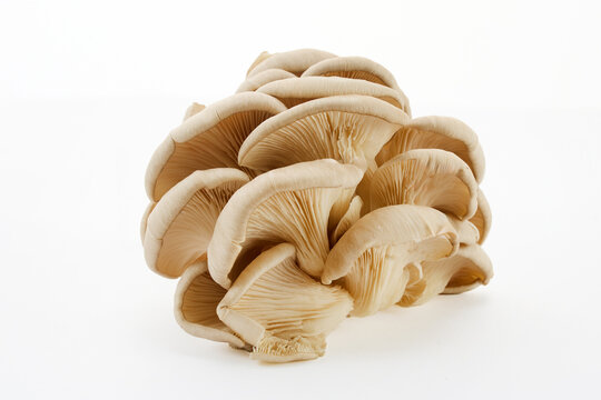 Cluster of fresh oyster mushrooms on white background