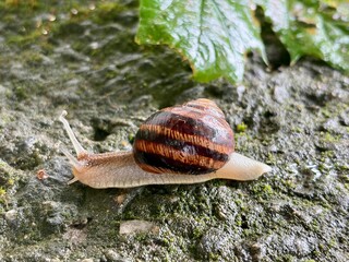 Big snail in shell crawling on road. © Kateryna