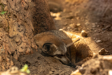 Obraz premium Bat-eared fox resting in shade under tree trunk