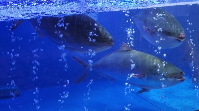 yellowtail or buri fish. fresh market concept. Live yellowtai fish in water tanks at seafood market Korea. Asian seafood market
