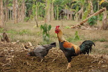 Horizontal view features vibrant free range rooster standing beside hen foraging on fertile farm soil © wahid HA