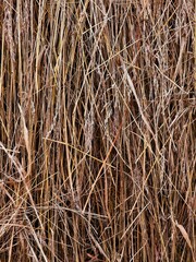 Dry natural hay and straw stalks texture background © Yaroslav Demikhov