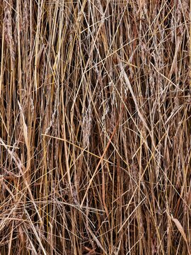 Dry natural hay and straw stalks texture background