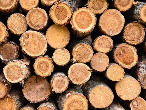 Stack of cut round wooden logs texture background with annual tree rings