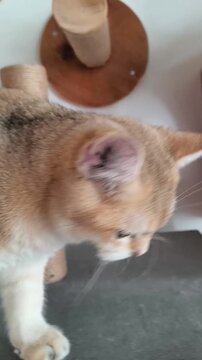 Confused Cat Looking Around Before Climbing Down