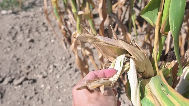 Farmer inspecting a corn crop affected by fungal disease in the field. Close-up of a diseased corn cob showing signs of fusarium or gibberella ear rot. Maize suffering from fungal ear rot disease.