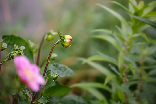 Pink dahlia flower bud