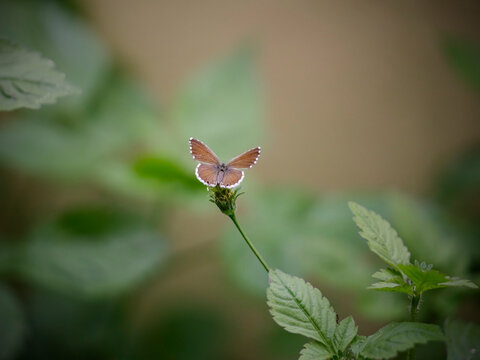 Tiny summer butterfly
