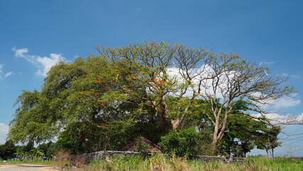 Flowering delonix regia Royal poinciana stands beside lush tamarindus indica tamarind tree under bright blue sky © wahid HA