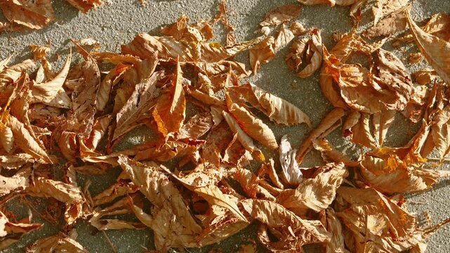 Close top-down view of curled brown leaves piled along concrete pavement edge while adjacent empty pavement reveals granular texture and small pebbles