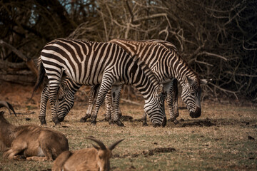 Two plains zebras grazing beside resting lions in dry African savanna with leafless trees and golden grass © PIC by Femke