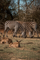 Zebras grazing alongside warthogs on dry African savanna with trees and scrub in natural habitat © PIC by Femke