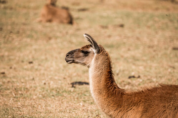 Fototapeta premium Side profile close-up of a brown llama standing in dry grassland with blurred herd in the background