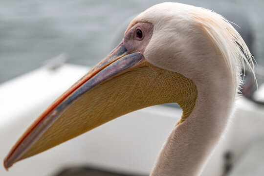 Dalmatian Pelican Portrait