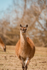 Fototapeta premium Llama standing in sunlit grassy field looking toward camera with shallow focus and blurred trees in the background