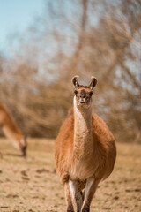 Fototapeta premium Guanaco standing in dry grass pasture with blurred trees behind, animal portrait of a wild camelid in natural habitat