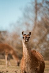 Fototapeta premium Portrait of a curious brown llama standing in a sunlit pasture with blurred trees in the background