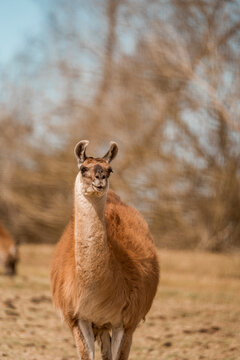 Guanaco standing in dry grassland with soft blurred trees in the background, warm golden-hour wildlife portrait