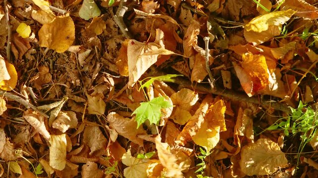 Close aerial view of forest floor showing dense carpet of dry brown, orange, and yellow leaves mixed with thin twigs and patches of grass while small bright green