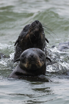 Curious Fur Seal Portrait