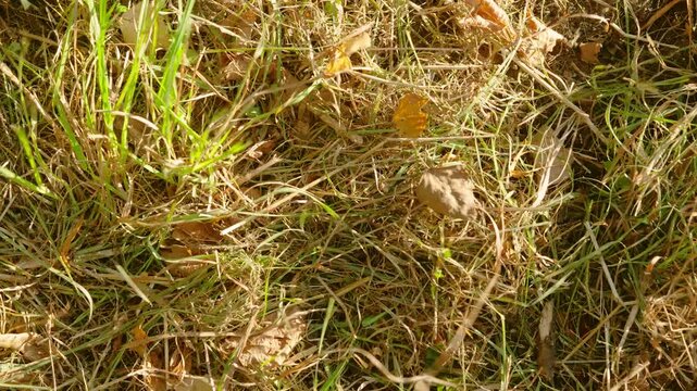 Ground-level motion scene of mixed dry brown thatch and intermittent green shoots with curled fallen leaves across shallow soil
