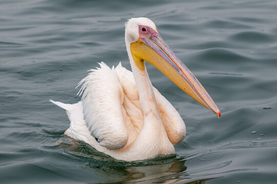 Dalmatian Pelican Swimming