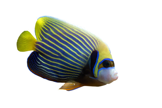 a Emperor Angelfish (Pomacanthus imperator) Isolated on clear background