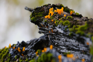 Orange jelly fungus Dacryopinax spathularia on decaying wood with moss © Eric Au