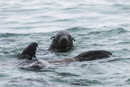 Curious Fur Seal in Walvis Bay