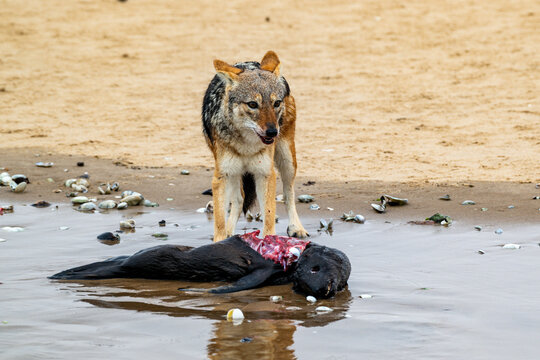 Jackal Feasting on Seal Pup
