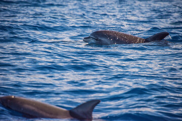 dolphin in the water © fotosbymau