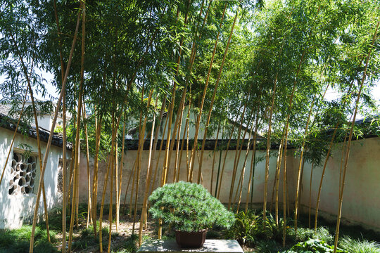 Traditional Chinese garden with golden bamboo, white wall and pine bonsai, Suzhou style courtyard